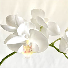 Load image into Gallery viewer, Orchid Plant