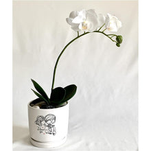 Load image into Gallery viewer, Phalaenopsis Orchid