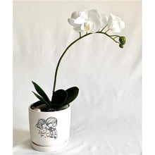 Load image into Gallery viewer, Phalaenopsis Orchid

